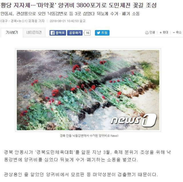 양귀비.jpg