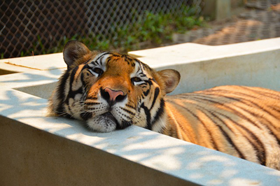 tiger-1343387_400.jpg