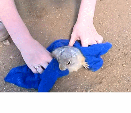 ��������3.gif