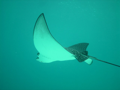 eagle-rays-386619_400.jpg